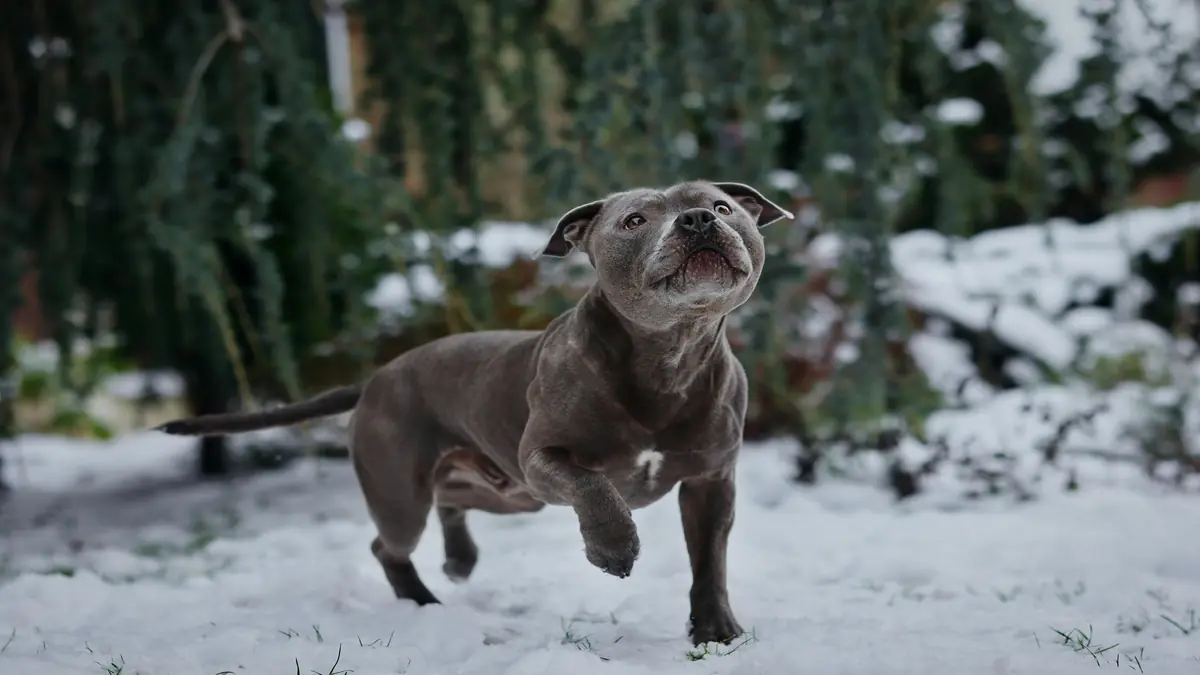 Melhores Criadores de Amstaff do Brasil