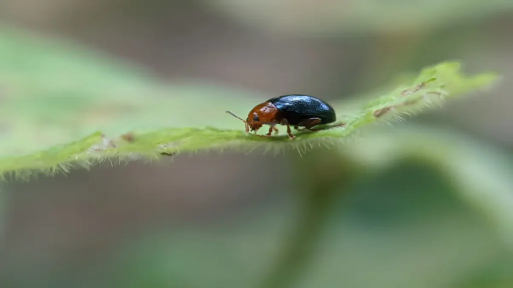 Bichinho preto que pula: faz mal ou é inofensivo